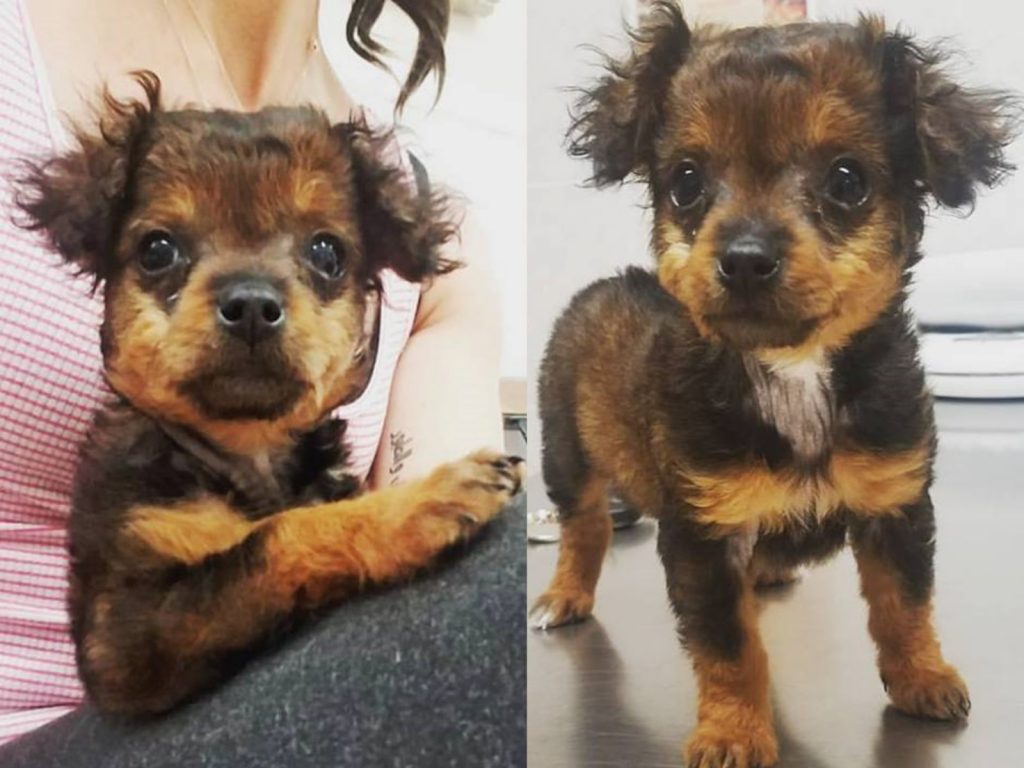 貝拉的新家庭給牠滿滿的愛，也讓牠成為一隻自信滿滿的狗狗！ (圖/Piper Wood) 