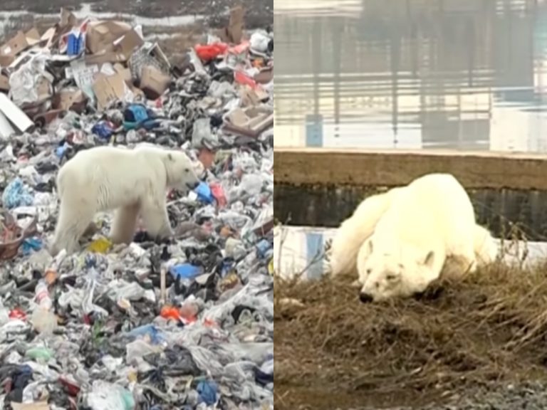疲弱北極熊穿越700英里到垃圾場覓食　只為活下去！
