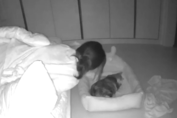 貓奴與貓咪睡覺的日常　你也是這樣的奴才嗎？