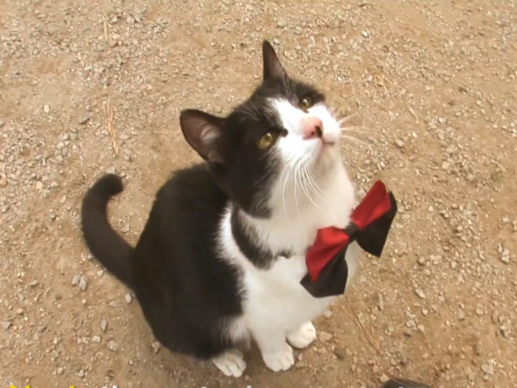 自認為是狗狗的黑白貓Navi（圖／翻攝自Youtube@Kritter Klub）