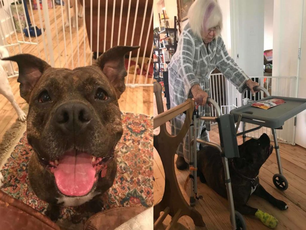 被收編的比特犬棒棒糖成為主人母親最棒的貼身保鑣（圖／The Dodo）