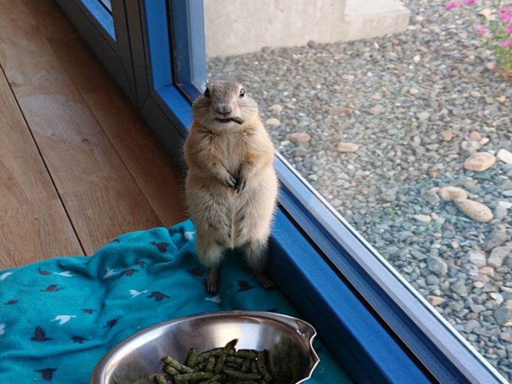 理查森地松鼠（圖／twitter@0801Noitamina）