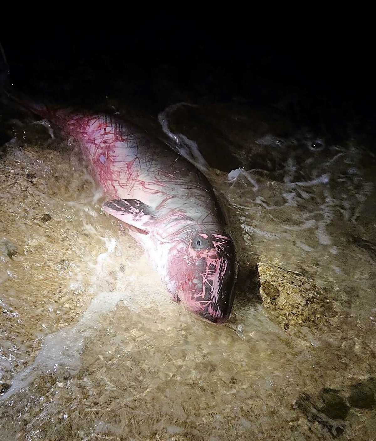 ▲西嶼內垵北安檢所通報，晚間10時左右於附近海岸發現鯨豚幼體擱淺死亡，整個救援行動非常遺憾沒有成功。（圖／第七岸巡總隊提供，2019.07.01）