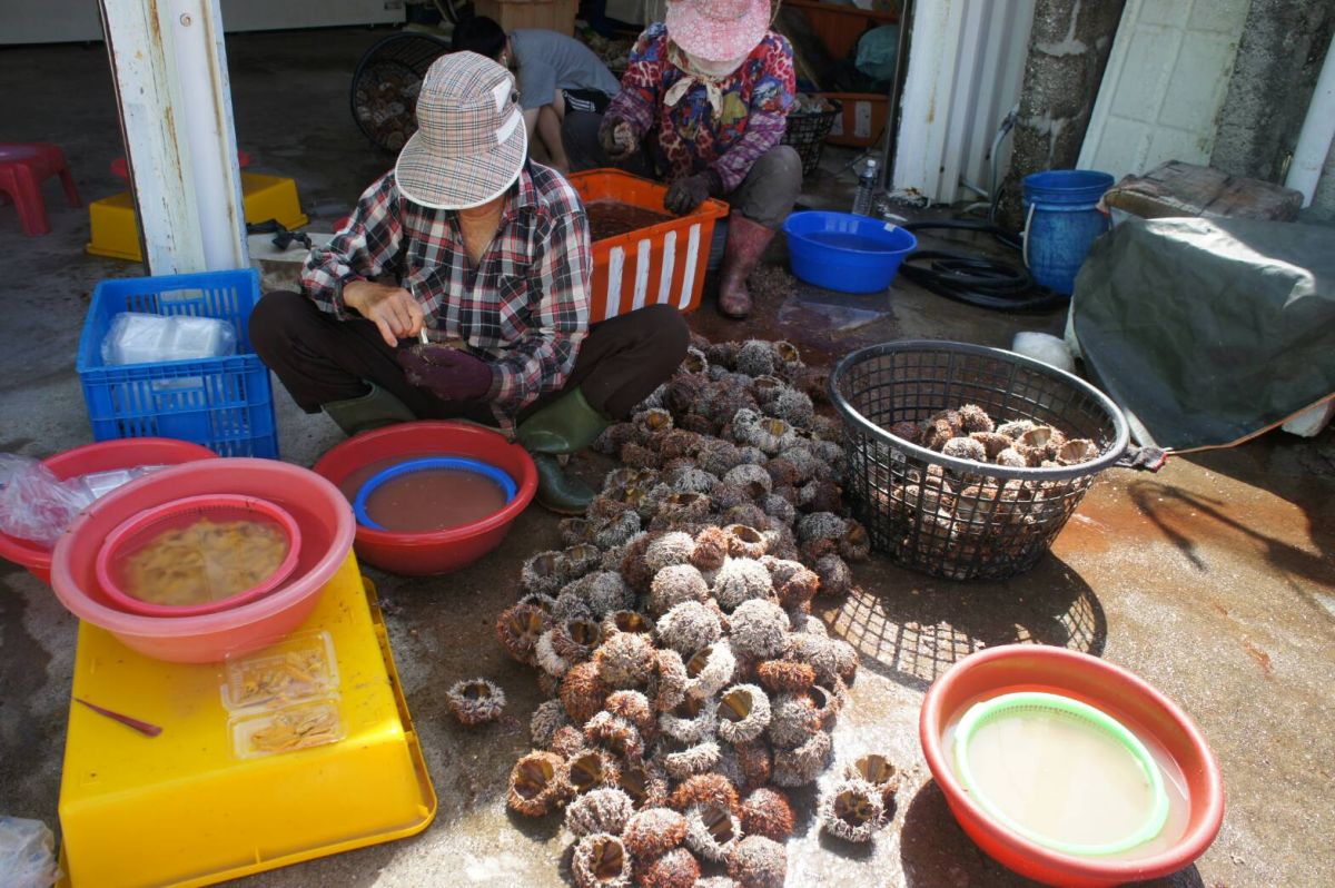 ▲澎湖馬糞海膽開放首日，上午在幾個主要的魚市場與龍門村，都可以看到馬糞海膽，攤商說今年價格微幅上漲。（圖／記者張塵攝，2019.07.01）