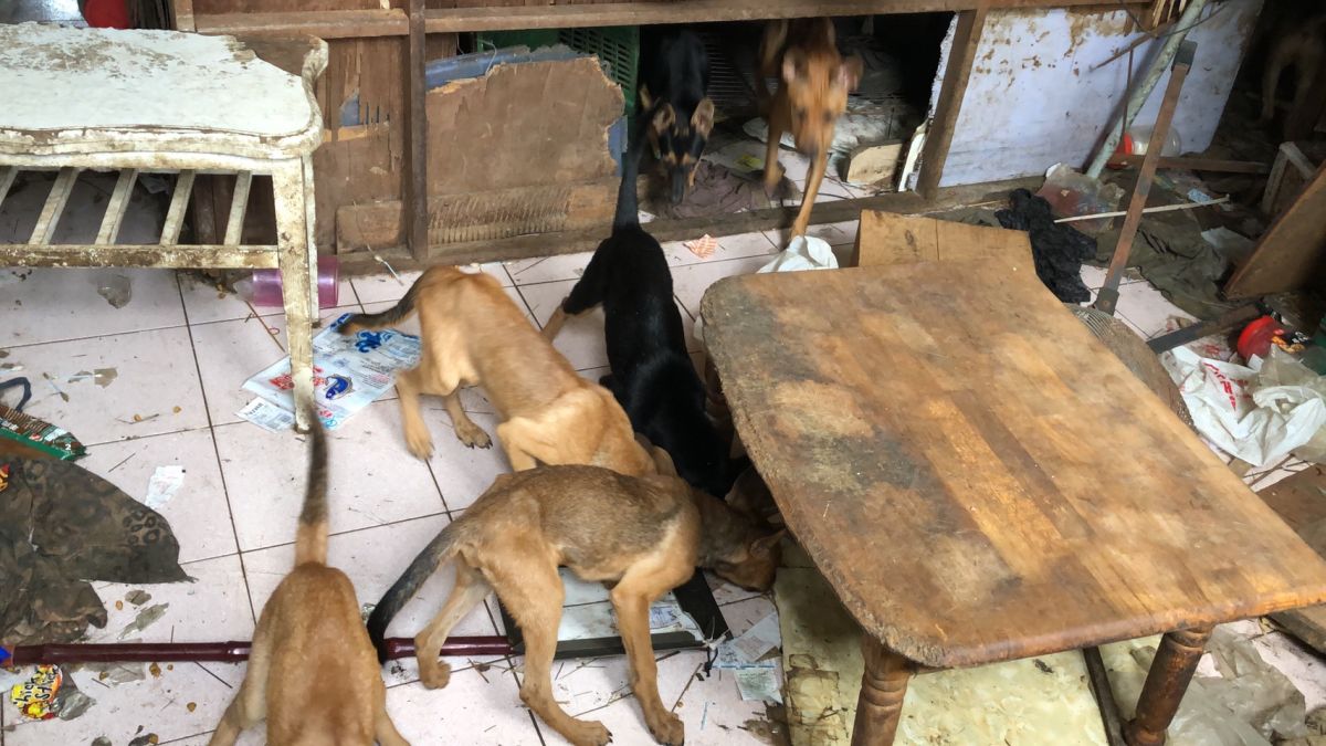 ▲空屋內10多隻狗需妥善安置，動保處正依相關法令程序處理中。（圖／記者陳聖璋攝，2019.07.01）