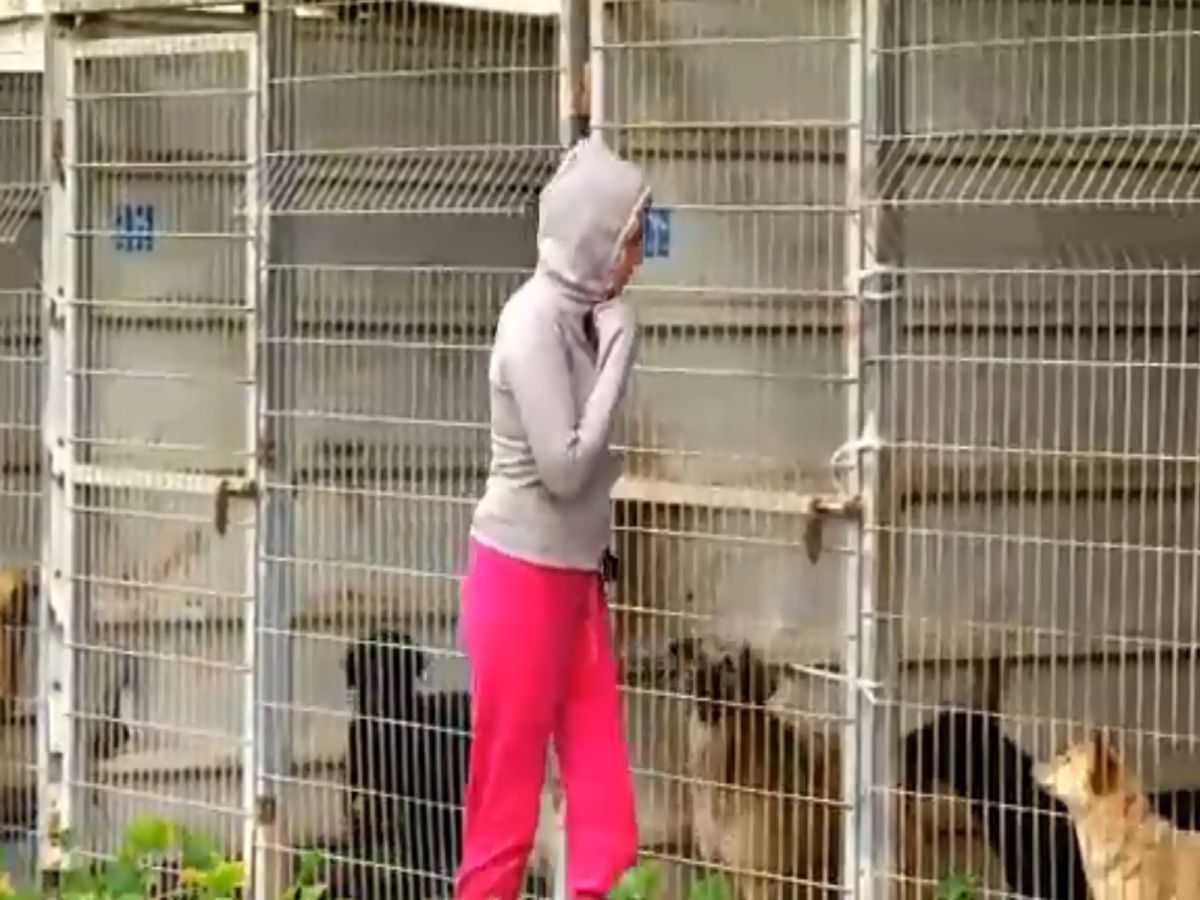 丹妮兒夫妻霸氣買下以色列收容所（圖／翻攝自FB@Dog Tales Rescue and Sanctuary）