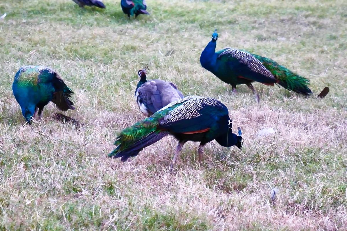 ▲金門野生藍孔雀數量已暴增到800~1000多隻。（圖／蔡若喬攝, 2019.07.01）