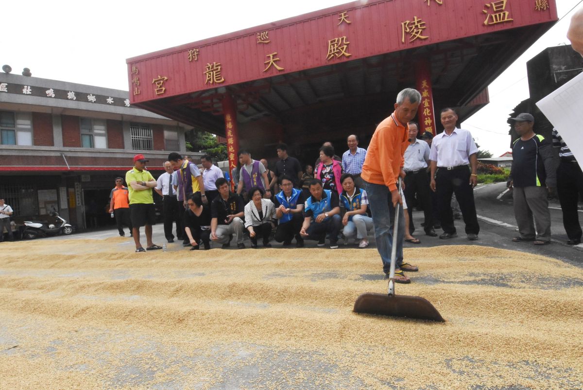 ▲秀水鄉、鹿港鎮等地農民反映今年秈稻產量多、價格低，糧商倉容量有限，急得有農民自己趕快曬穀。（圖／記者陳雅芳攝，2019.07.01）