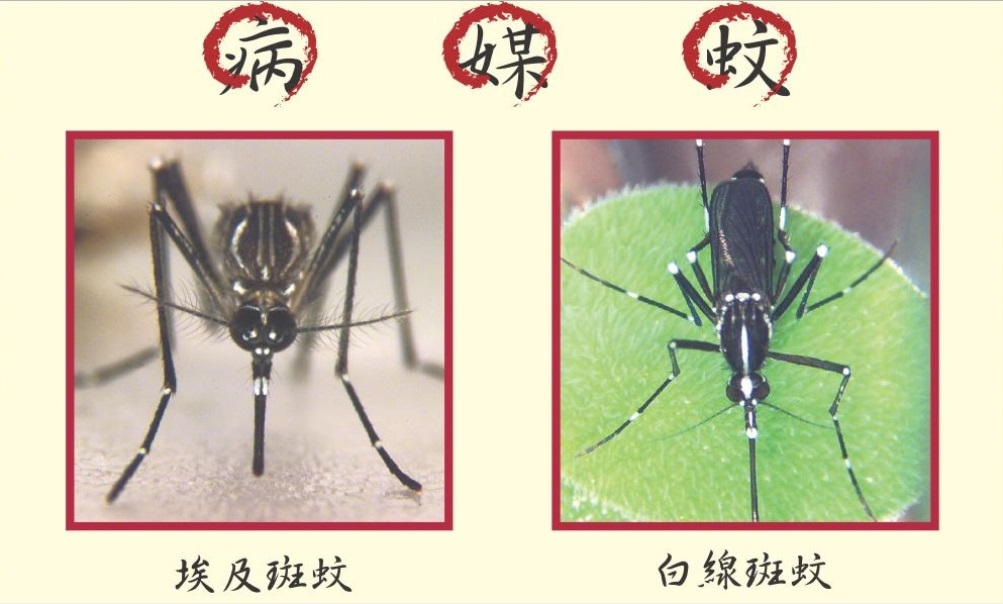 ▲登革熱病媒蚊（圖／疾管署）