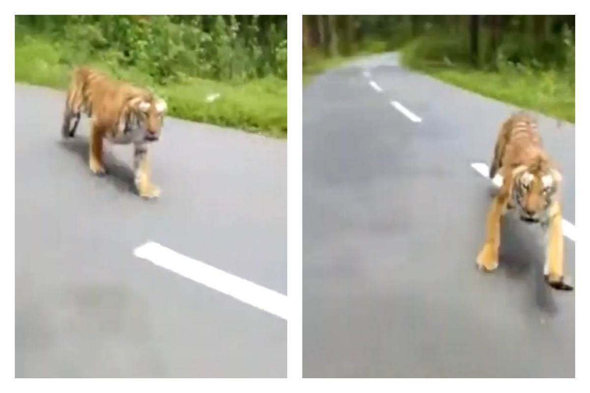 ▲印度卻有騎士遇到「猛虎追騎士」，嚇的騎士當場油門催到底逃跑。（圖／翻攝自影片）