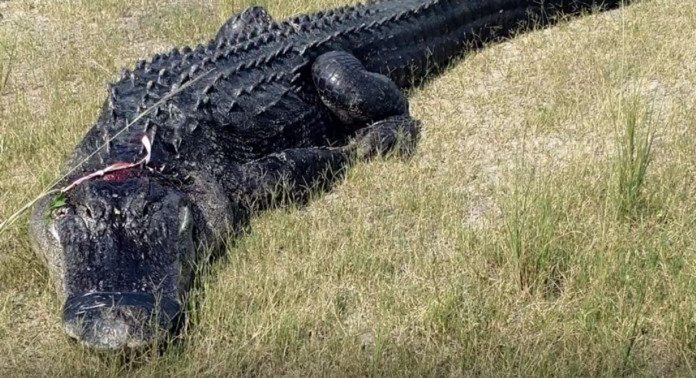 ▲佛州男子離奇失蹤，一週後卻在這支巨鱷肚子中發現牠的斷肢。（圖／截自 Polk County Sheriff's Office ）