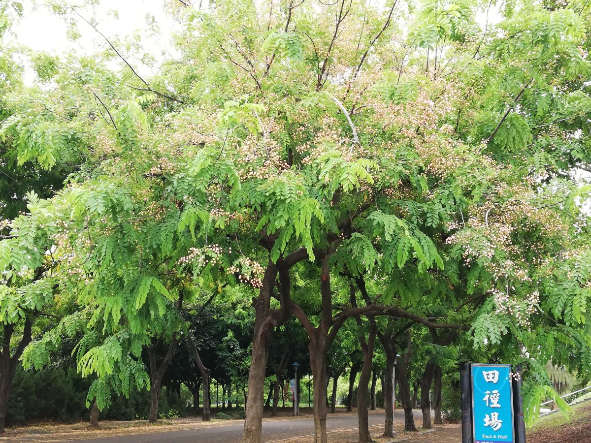 ▲中正大學校園種植超過400棵「彩虹旃那」為全台之最。（圖/記者邱嘉琪攝，2019.07.02）