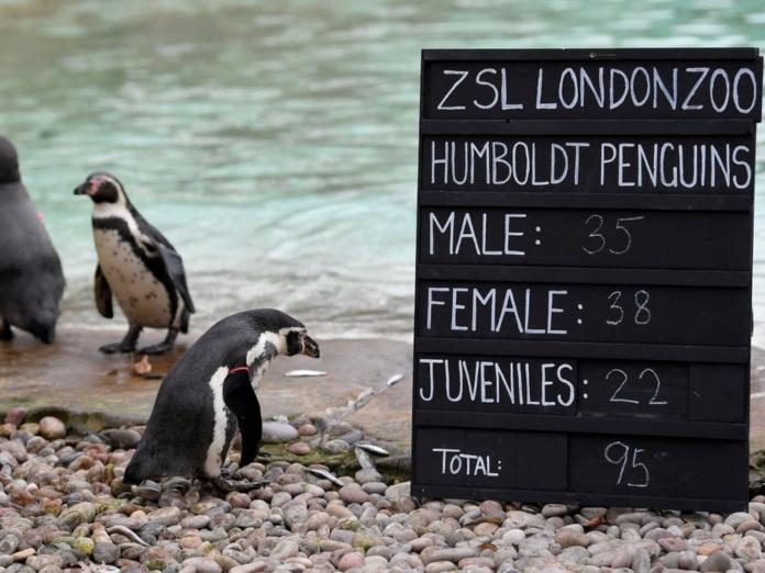 倫敦動物園辦遊行響應同志驕傲月　同志企鵝獲滿滿祝福