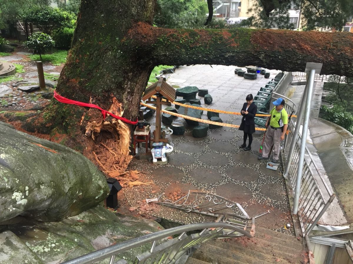 ▲中市谷關千年神木「五葉松」樹齡逾1200年，為台中市的市樹，日前時突然「斷臂」。(圖／柳榮俊翻攝2019.7.3)