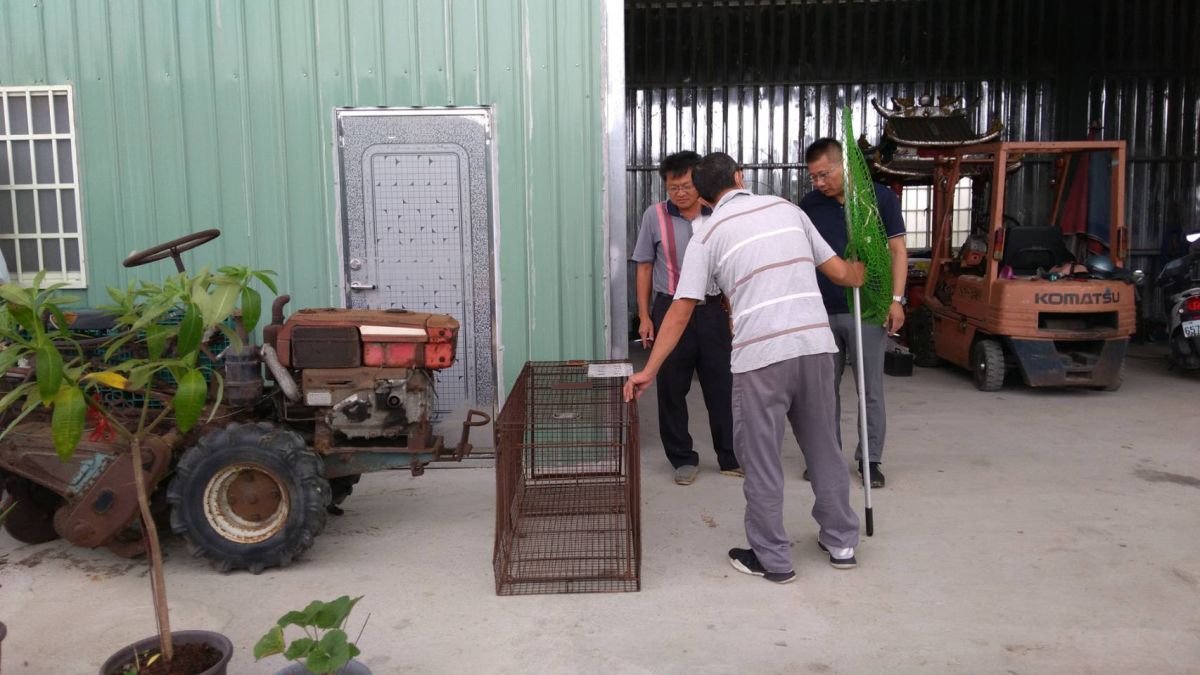 ▲動物防疫所派員前往圍捕，並提供誘捕籠請民眾幫忙誘捕。（圖／記者陳雅芳翻攝，2019.07.03）