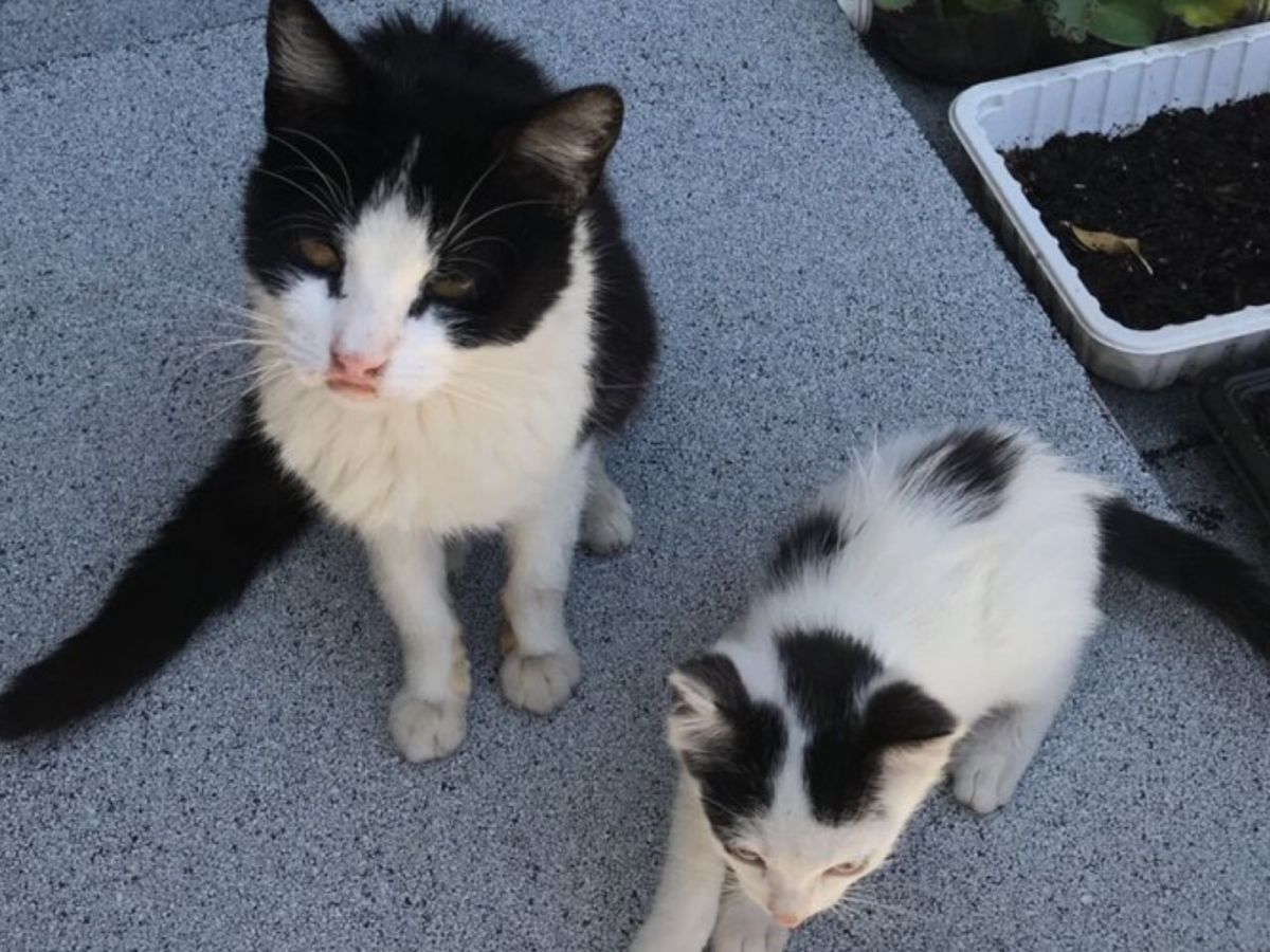 看到瑪莉回來，兩人相當開心，令他們驚訝的是牠身邊還多了隻小貓！(圖/Twitter@ivieyogi)