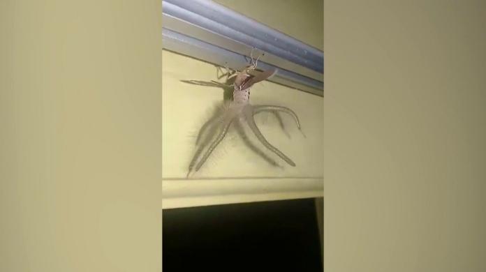 ▲峇里島民眾拍到怪異生物在天花板爬行。（圖／翻攝網路）
