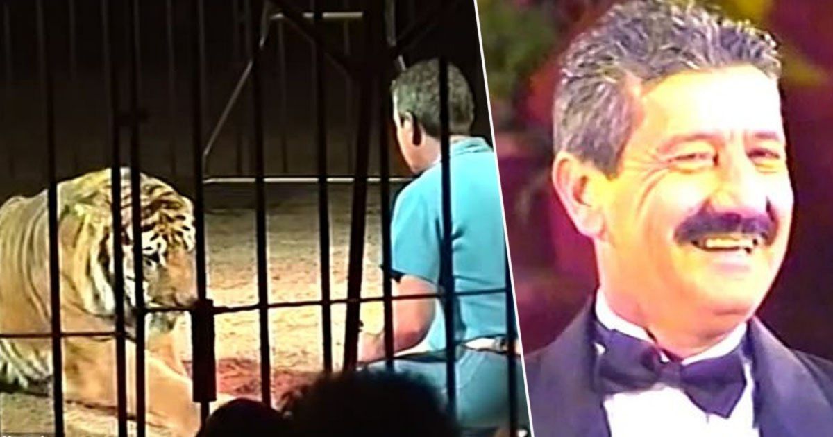 ▲義大利一個馬戲團發生老虎群起攻擊馴獸師致死的慘劇。（圖／翻攝推特）