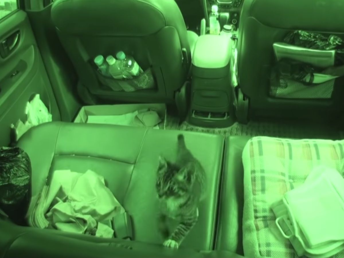 整輛車子都成了月亮的遊樂場，玩樂、翻滾、打盹樣樣都來，可以感受到月亮在車子裡感到相當自在。 (圖/Youtube@SBS TV동물농장x애니멀봐)