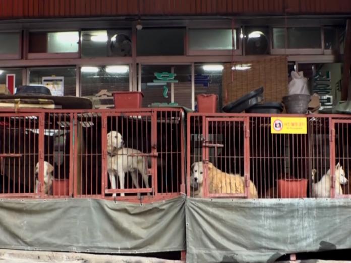 釜山最大的狗肉市場已正式邁入歷史（圖／翻攝自FB@SBS TV동물농장x애니멀봐）