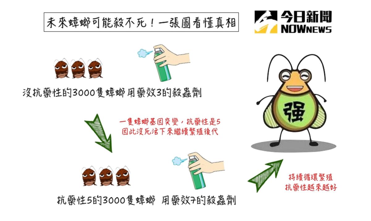 ▲一張圖解析為何未來殺蟲劑殺不死蟑螂。（圖／NOWnews製）
