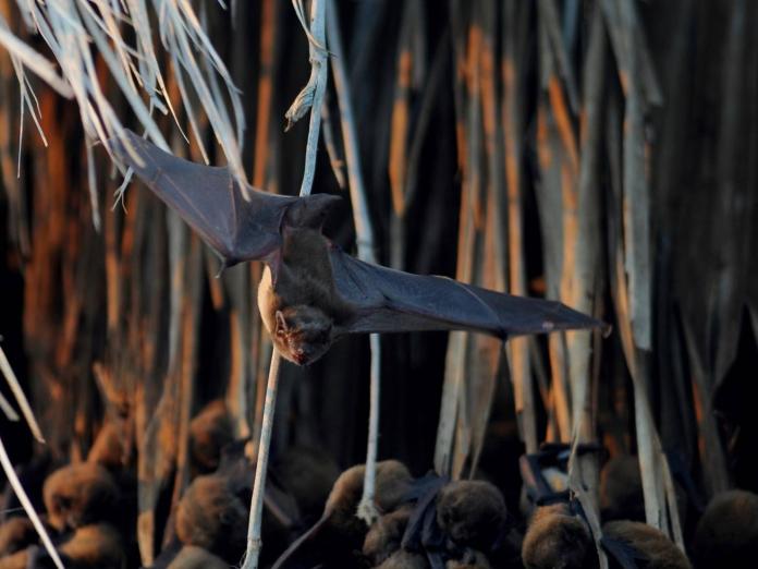 ▲蝙蝠是哺乳動物中唯一會飛的，牠已經在地球上生存了 8800 萬年。（示意圖/黃金蝙蝠生態館提供，2019.07.09）