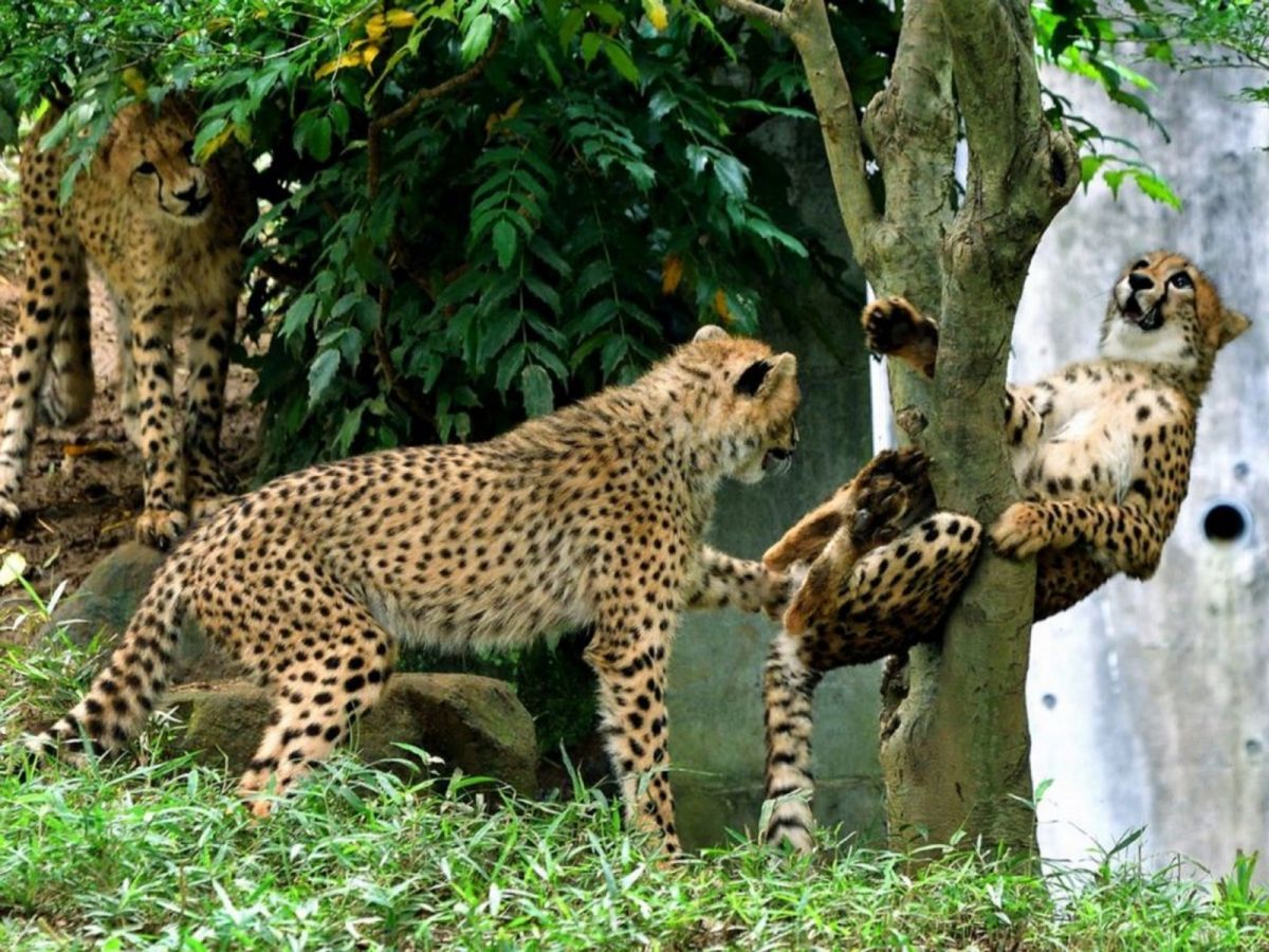 日本多摩動物園的二隻獵豹有爆笑互動。(圖/Twitter@nanata35047722)
