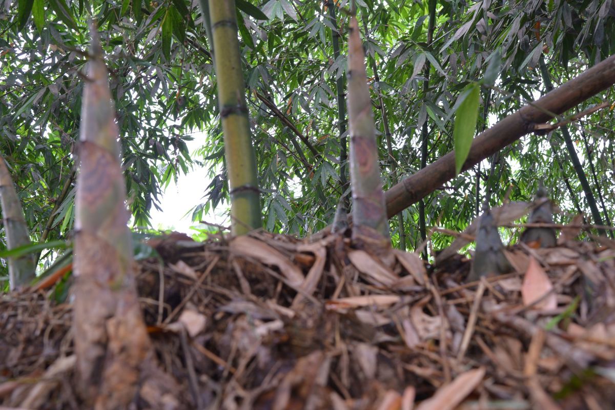 ▲古坑鄉麻竹筍產期卻筍價不振。（圖／記者簡勇鵬攝，2019.07.09）