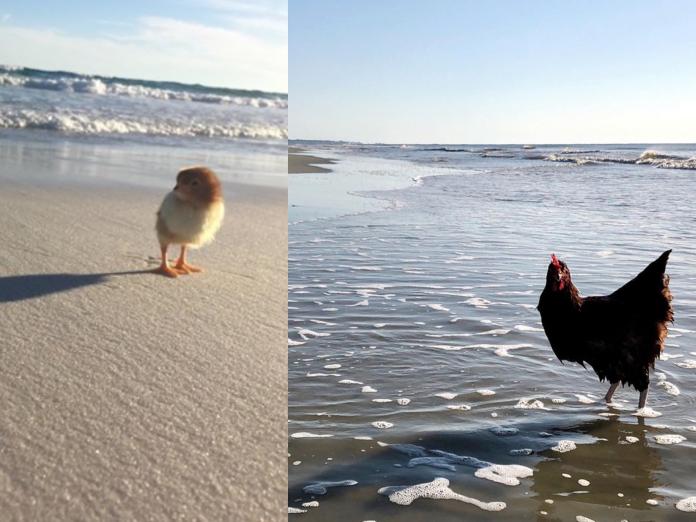 是奇「雞」！咕咕雞酷愛游泳　主人伴牠跑遍沙灘遊歷四方