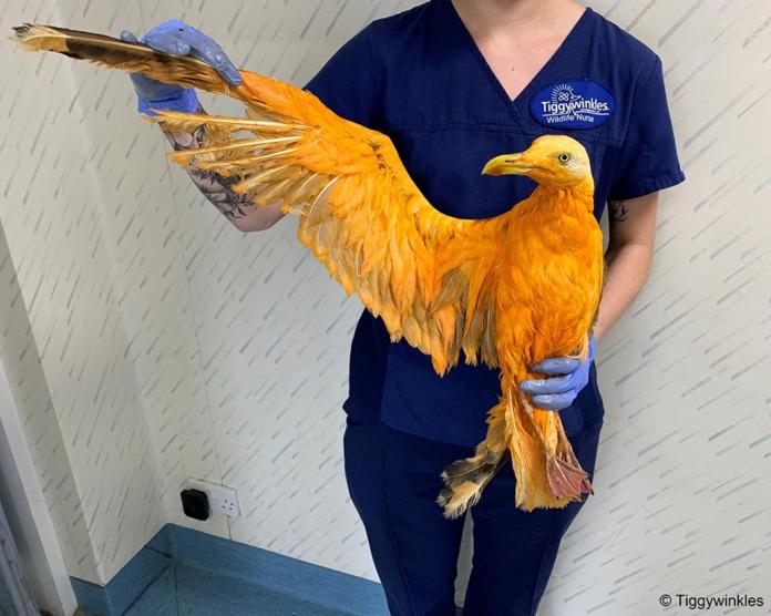 ▲英國一間野生動物醫院發現一隻「金色怪鳥」。（圖／翻攝 Tiggywinkles Wildlife Hospital 臉書 ）