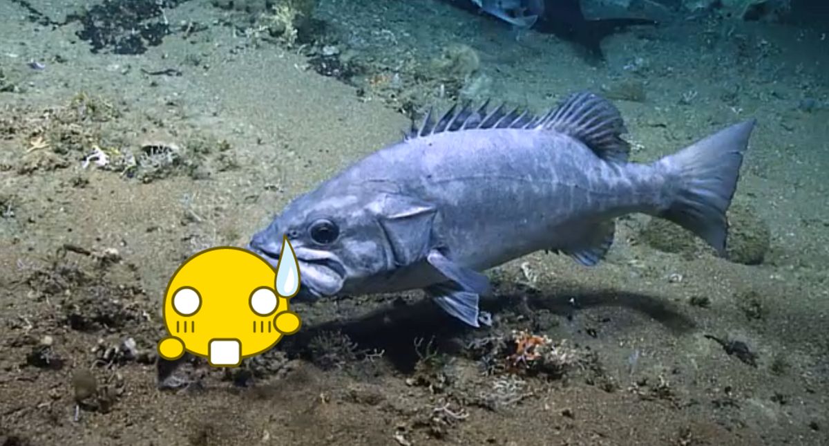 ▲美洲多鋸鱸（ Wreckfish ）從後面衝了過來，一口就把其中一隻鯊魚吞下肚。（圖／圖翻攝 NOAA 網站）