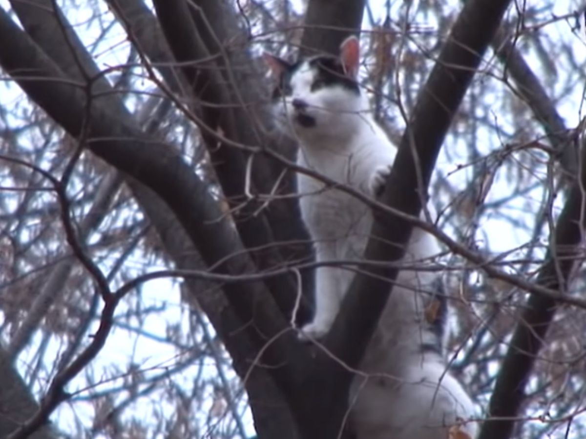 躺著玩坐著玩趴著玩，還是樹上好玩啦～ (圖/Youtube@Kritter Klub)