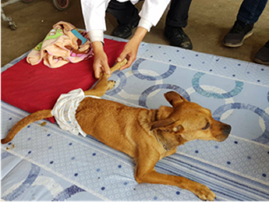 ▲新北市動保處正式在108年8月16日掛牌新北市特定寵物長照動物醫院及特定寵物長照之家。（圖／新北市動保處提供）