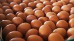 加州「雞蛋通膨」　人道飼養成本高衝擊低收入戶
