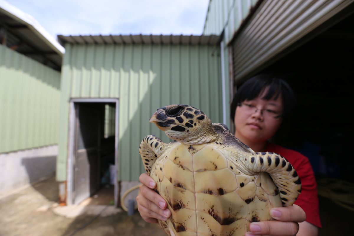 ▲被漁民誤捕上岸的未成年玳瑁。（圖／金門縣野生動物救援暨保育協會提供）