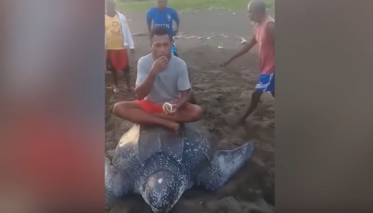 ▲影片中一隻棱皮龜上岸產卵，卻遭到當地民眾的虐待，民眾甚至「輪流」騎上龜殼。（圖／翻攝 Youtube ）