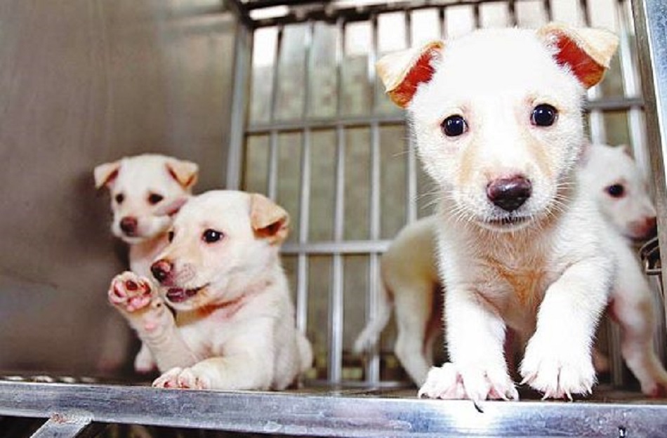 ▲新北市登記家犬貓數量達24萬，動物醫院有247間，但幅員廣大下，偏鄉的動物醫院仍未普及。（圖／新北市動保處提供）