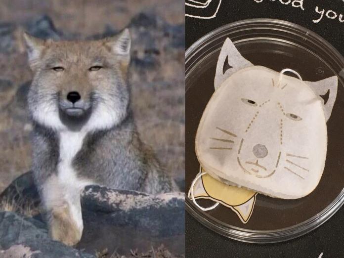 藏狐超厭世表情讓牠廣受歡迎，日本還特地推出藏狐茶包！（圖／IG＠sakuya495、twitter@ocean teabag）
