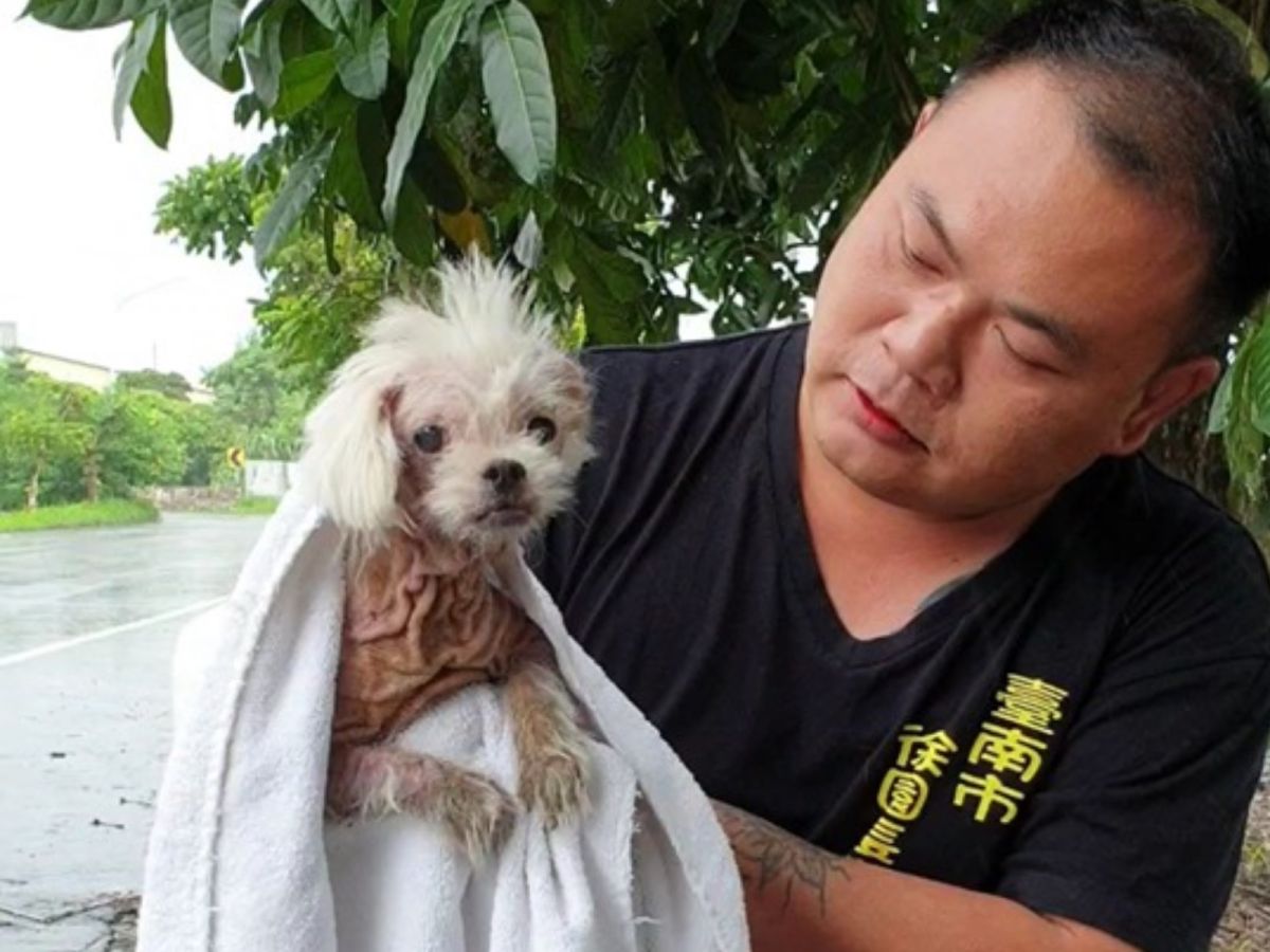 狗狗一方面想求救，一方面又很怕人，很怕徐大哥傷害了牠。 (圖/Facebook@徐文良（徐園長護生園）)
