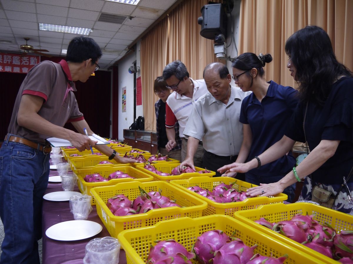 ▲彰化縣龍果評鑑活動在二林鎮農會熱鬧舉行，評審團依據外觀、重量、風味與口感加上科技儀器檢測糖度等項目嚴謹評分。（圖／記者陳雅芳攝，2019.07.12）