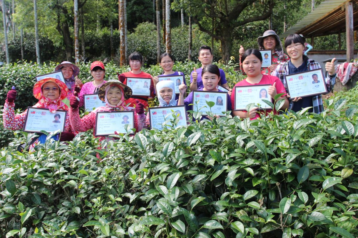 ▲古坑桂林社區老少組成的「女茶隊」已15人取得製茶丙級技術士證照。（圖／記者簡勇鵬攝，2019.07.12）