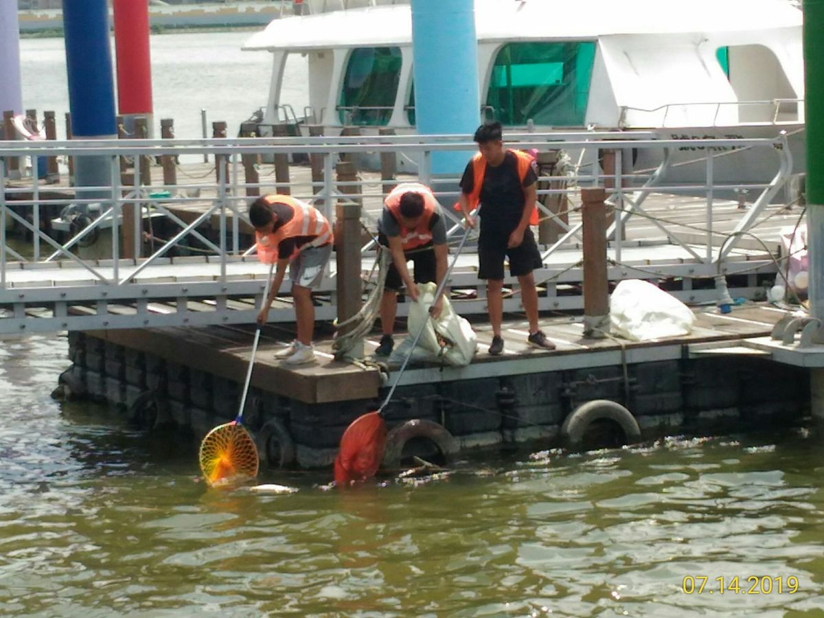 ▲連日高溫少雨，使得水中溶氧量降低，淡水河出現大量暴斃烏仔魚斃，為避免魚屍造成惡臭影響環境，新北市政府派員撈除魚屍。。（圖／新北市水利局提供）