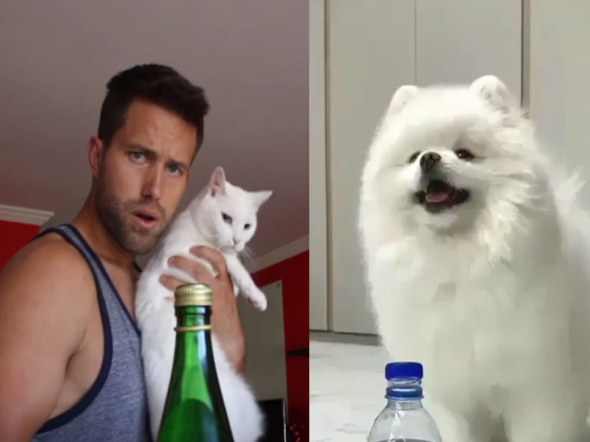 瓶蓋挑戰的熱潮也燒到毛孩身上（圖／FB@Nathan The Cat Lady、IG@santosgo2706）