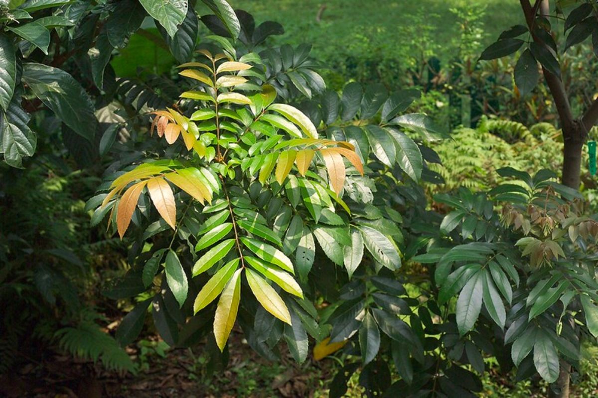 ▲常綠喬木，高可達 10 公尺，樹皮褐色，平滑；具多數分枝，枝條直立或斜上昇，多具有皮孔。（圖/翻攝自網路，2019.07.15）