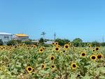 ▲向陽農場是台灣最具代表的向日葵主題農場。（圖/NOWnews）