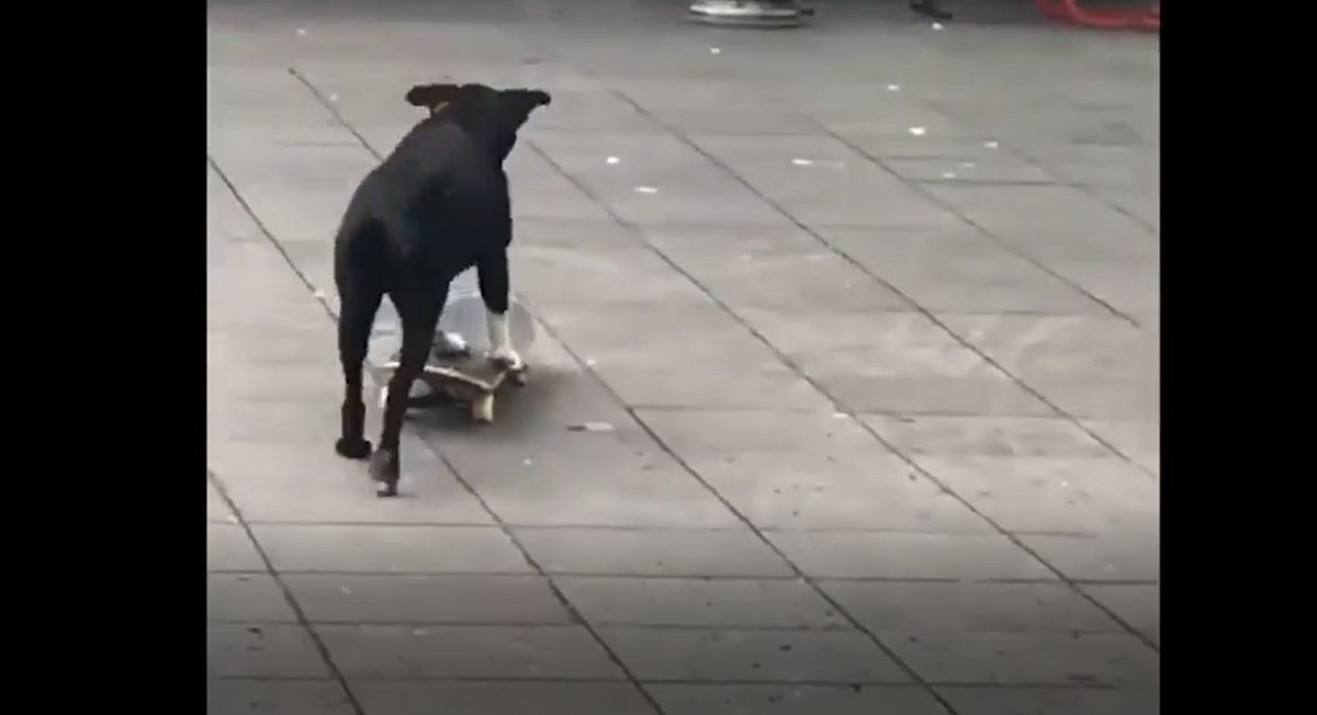 ▲一隻小黑狗玩滑板想秀「神操作」，卻在下一秒就「惹了大麻煩」。（圖／翻攝爆笑公社）