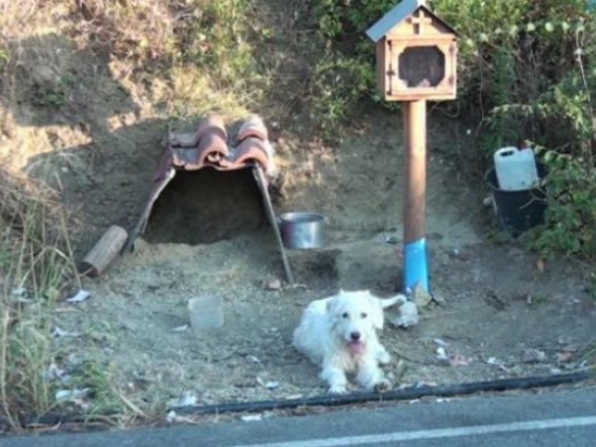 狗狗並不覺得自己這麼做很苦情，牠不時露出憨厚的笑容，積極正向的態度讓人看了更加心疼。 (圖/Nafpaktia News)