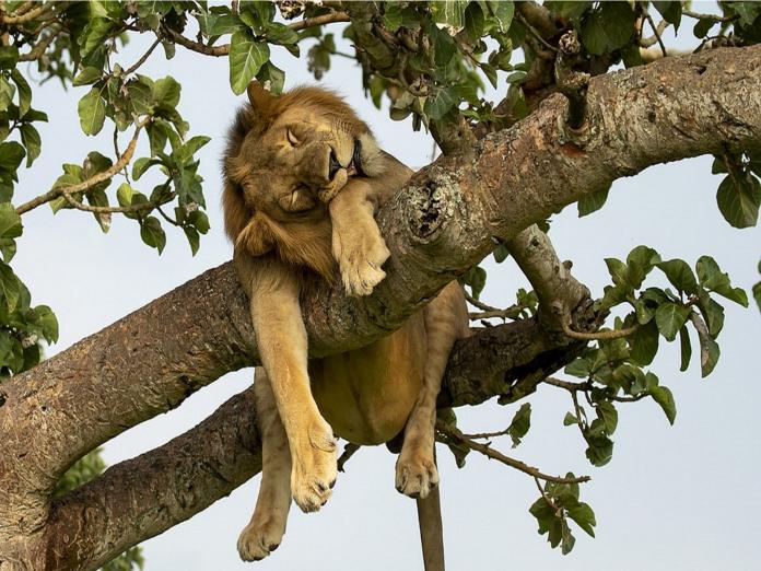 攝影師Vince在烏干達捕捉到獅子爬上樹打盹的有趣模樣（圖／Vince Burton）