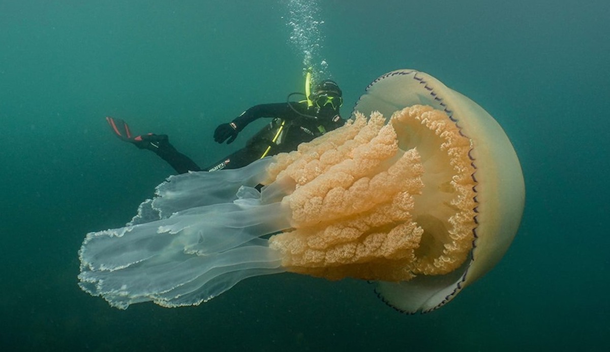 ▲英國生物學家與「怪物級水母」共游的畫面，令人震撼！（圖／翻攝自 Lizzie Daly Wildlife 臉書）