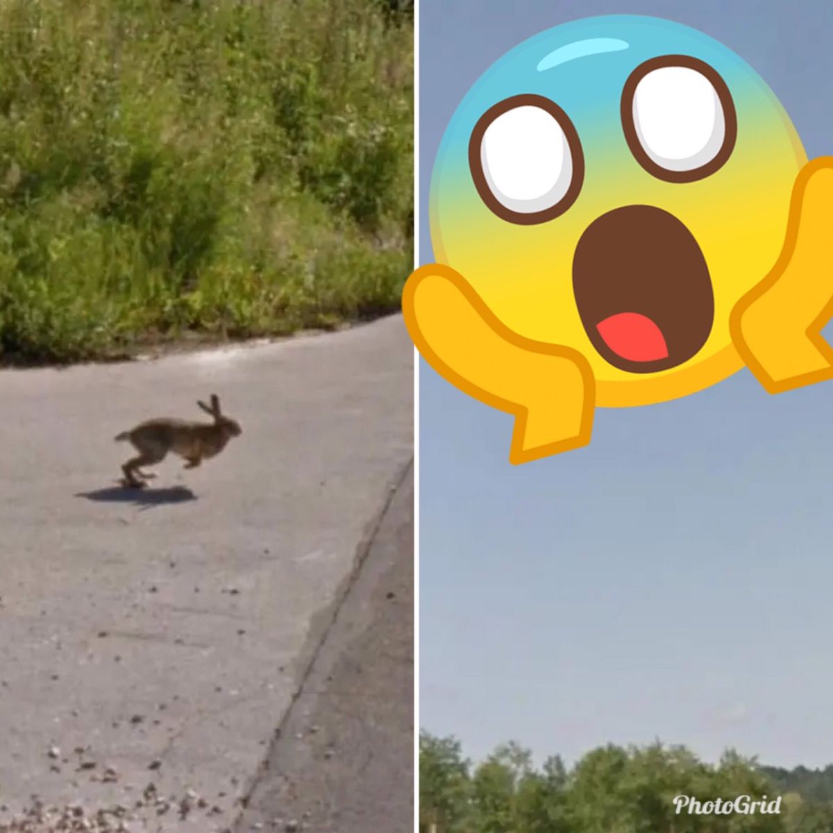 ▲有人於網上分享一張兔子飛天於空中的照片，立馬引起廣大網友討論。（合成圖／取自 reddit ）